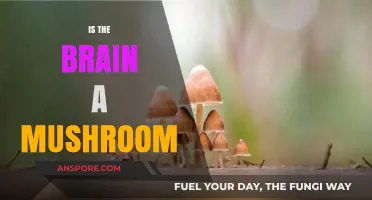 Mushroom Brain: Fact or Fiction?