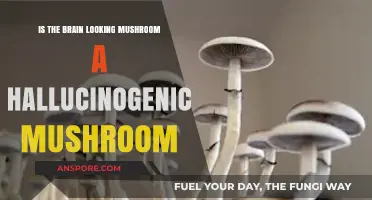 Brain-Like Mushroom: Hallucinogenic or Harmless Look-Alike?