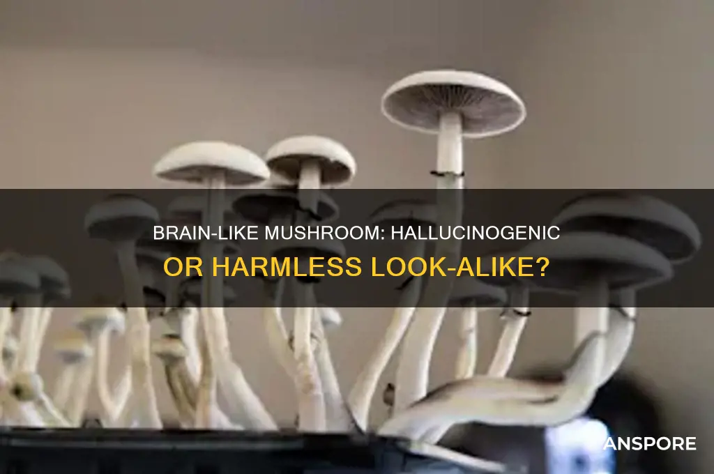 is the brain looking mushroom a hallucinogenic mushroom