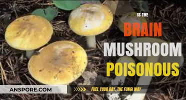 Is the Brain Mushroom Poisonous? Unveiling Its Edibility and Risks