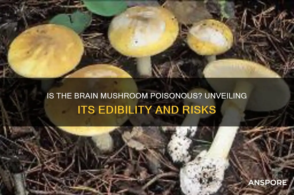 is the brain mushroom poisonous