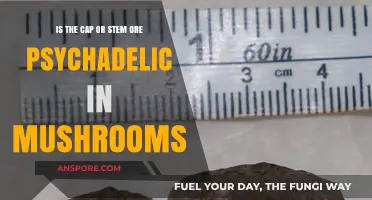 Cap vs. Stem: Which Part of Mushrooms is More Psychedelic?