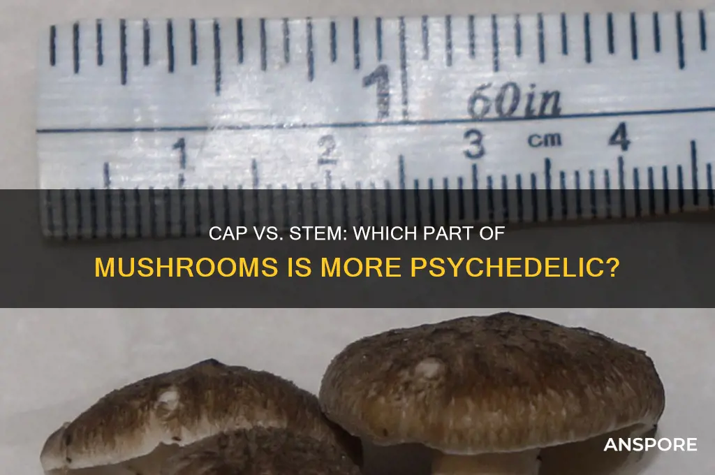 is the cap or stem ore psychadelic in mushrooms