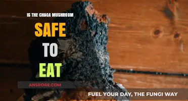 Chaga Mushroom Safety: Is This Fungus Edible and Healthy?