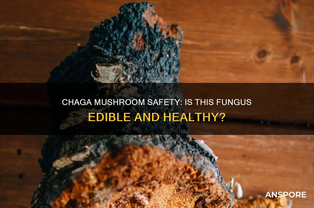 is the chaga mushroom safe to eat