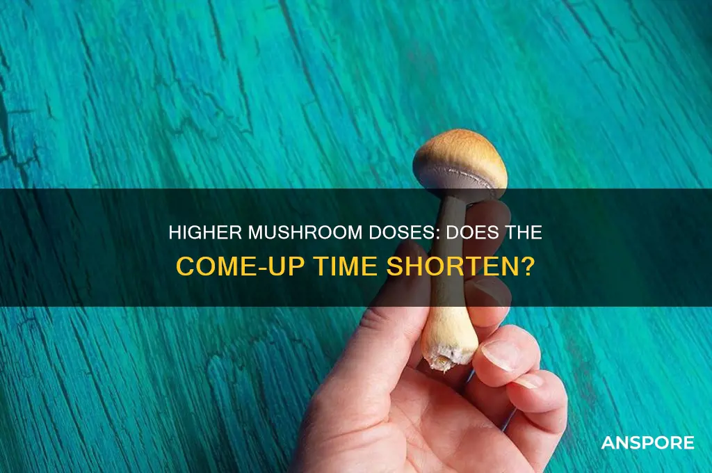 is the comup shorter with higher doses of mushrooms
