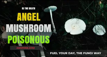 Death Angel Mushroom: Unveiling Its Deadly Poisonous Nature and Risks