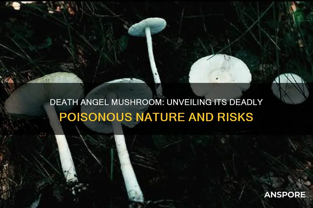 is the death angel mushroom poisonous