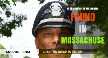 Death Cap Mushroom Presence in Massachusetts: What You Need to Know