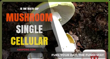 Is the Death Cap Mushroom Single-Cellular? Unveiling the Truth
