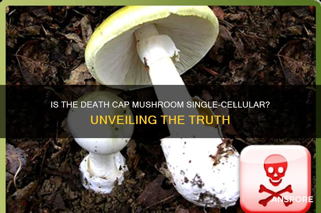 is the death cap mushroom single cellular