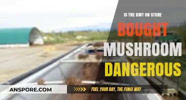 Are Store-Bought Mushroom Dirt Risks Harmful to Your Health?