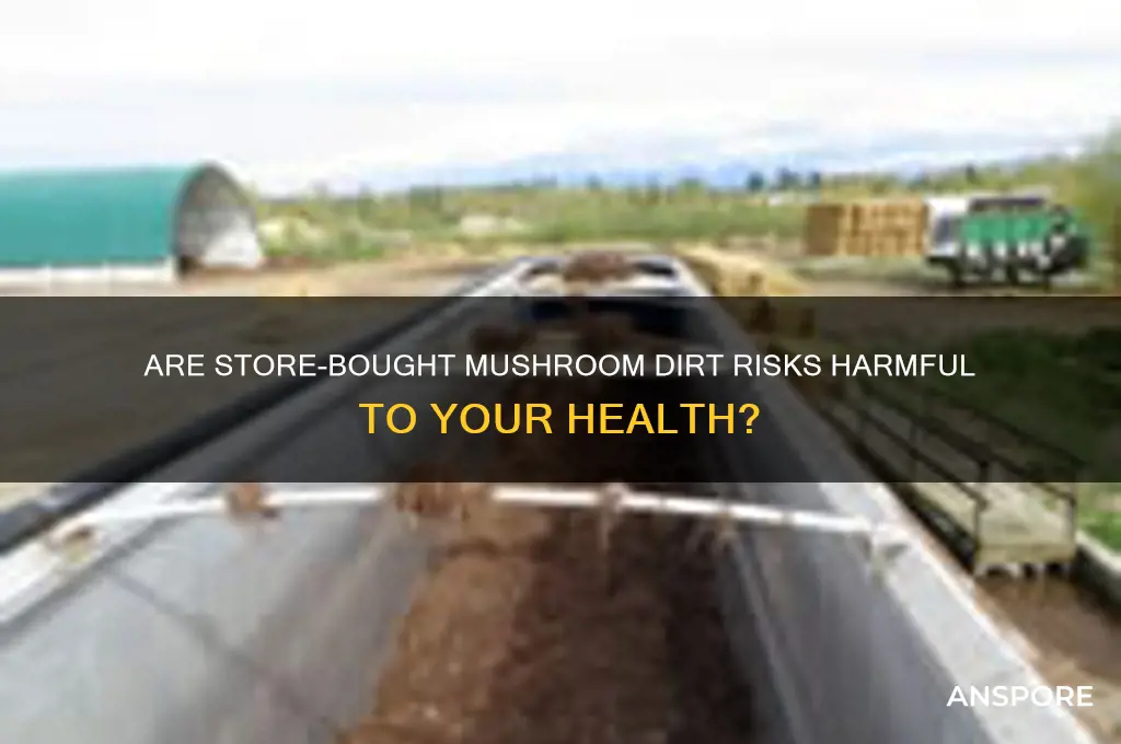 is the dirt on store bought mushrooms dangerous