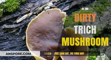 Mushroom Magic: Unveiling the Dirty Trich's Secrets