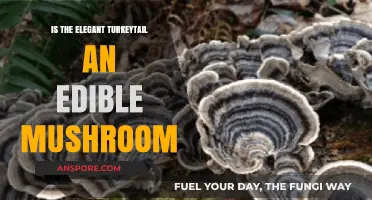 Elegant Turkeytail Mushroom: Edible or Not? A Foraging Guide