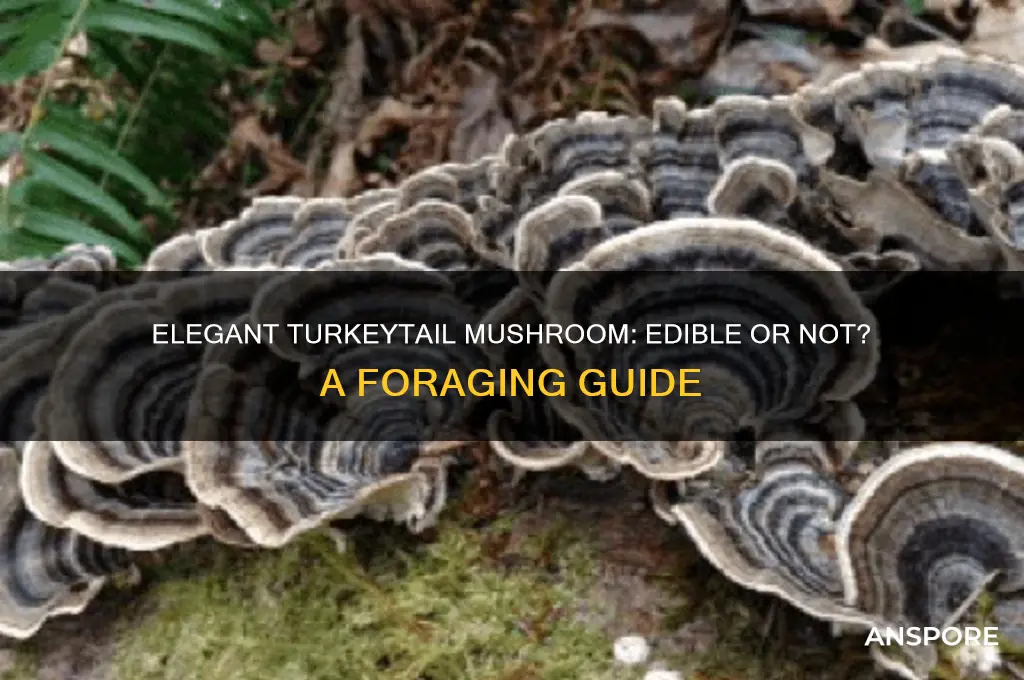 is the elegant turkeytail an edible mushroom