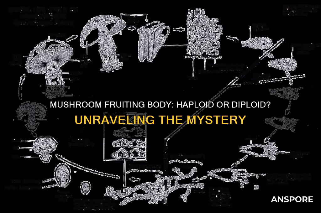 is the fruiting body of a mushroom haploid or diploid