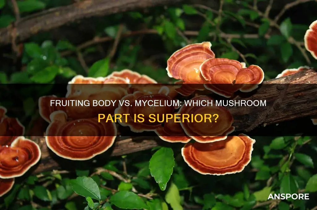 is the fruiting body of mushrooms better than the mycelium