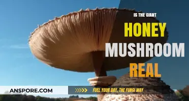 Unveiling the Mystery: Is the Giant Honey Mushroom Real?