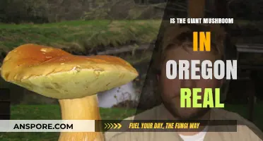 Is Oregon's Giant Mushroom Real? Unveiling the Truth Behind the Myth