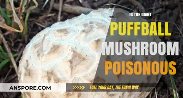 Is the Giant Puffball Mushroom Poisonous? Facts and Safety Tips