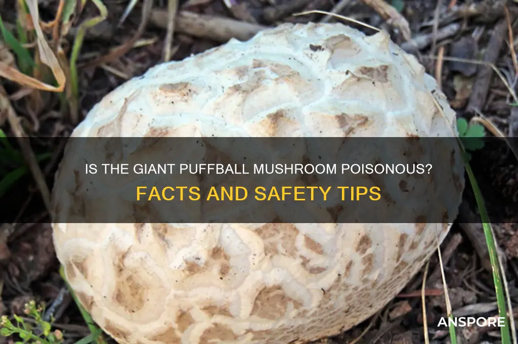 is the giant puffball mushroom poisonous