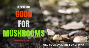 Is the Ground Good for Mushrooms? Soil Secrets for Fungal Growth