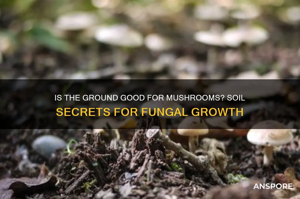 is the ground good for mushrooms