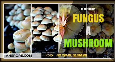 Honey Fungus: Mushroom or Not? Unraveling the Mystery