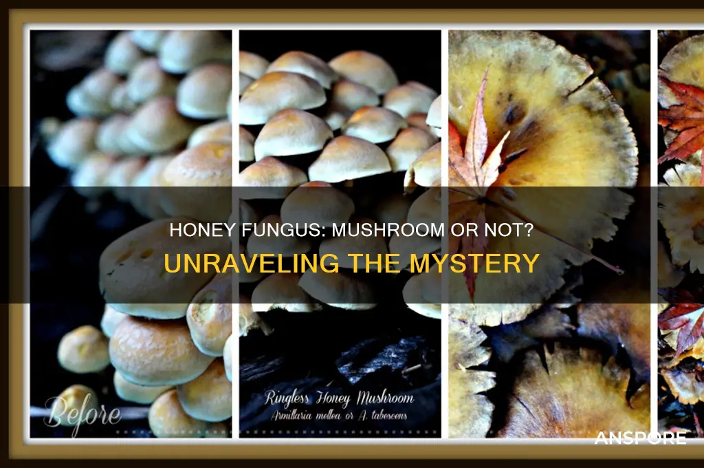 is the honey fungus a mushroom