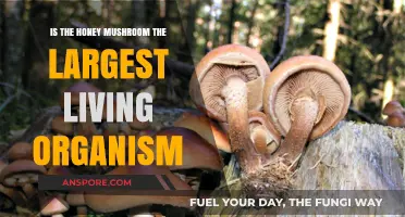 Honey Mushroom: The World's Largest Living Organism?