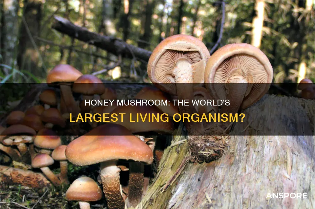 is the honey mushroom the largest living organism