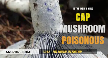 Is the Indigo Milk Cap Mushroom Poisonous? Facts and Safety Tips