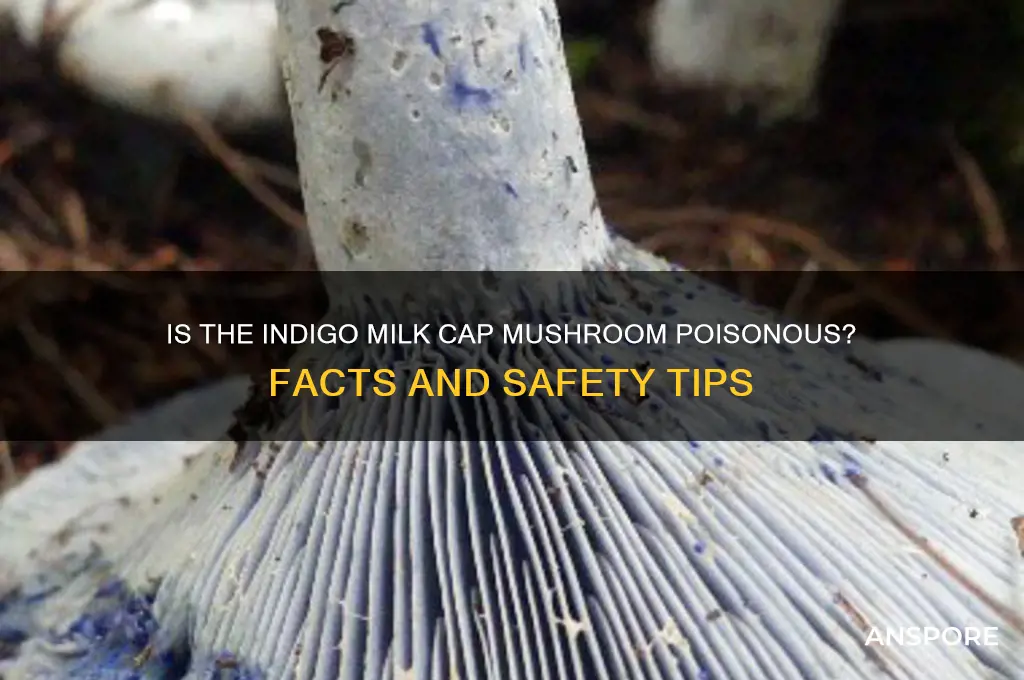is the indigo milk cap mushroom poisonous