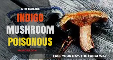Is Lactarius Indigo Mushroom Poisonous? Facts and Safety Tips