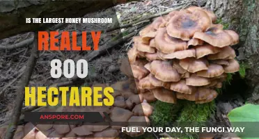 The Largest Honey Mushroom: Fact-Checking Its 800-Hectare Claim
