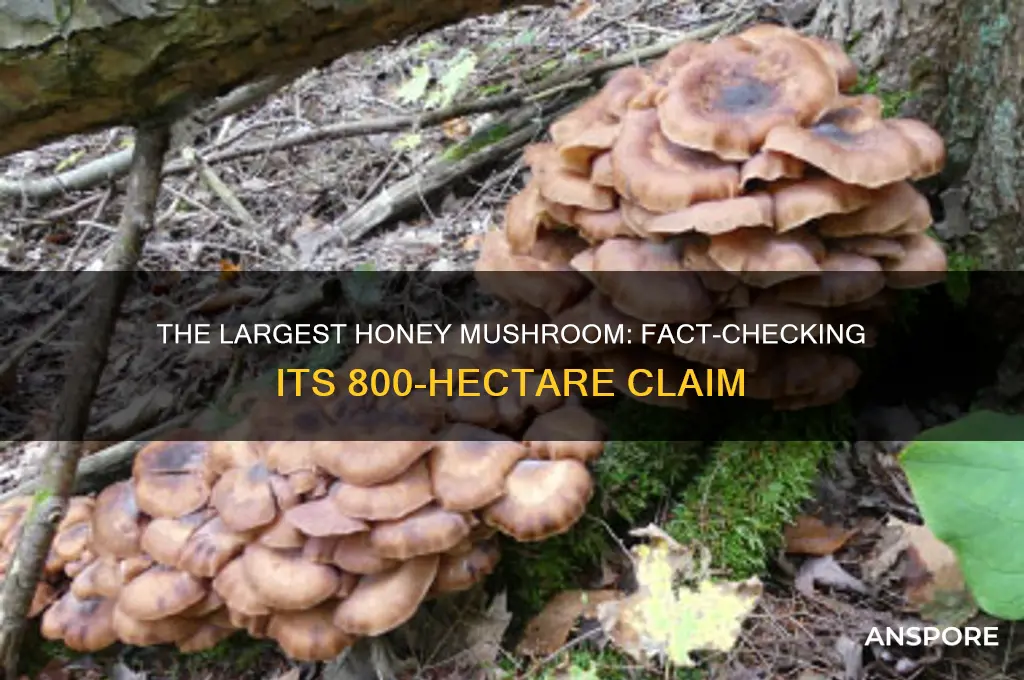 is the largest honey mushroom really 800 hectares