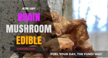 Is the Leafy Brain Mushroom Edible? A Comprehensive Guide
