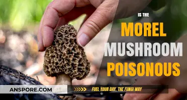 Are Morel Mushrooms Poisonous? Debunking Myths and Ensuring Safe Foraging