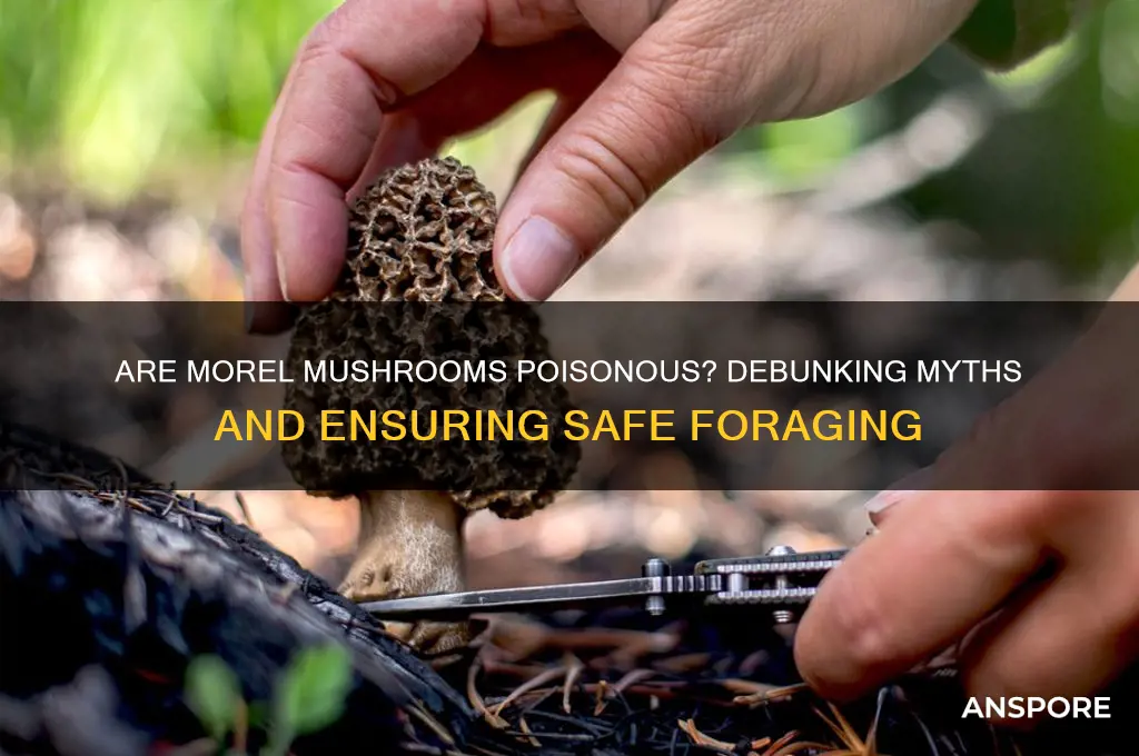 is the morel mushroom poisonous