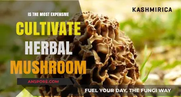The Costliest Cultivated Herbal Mushroom: Is It Worth the Price?