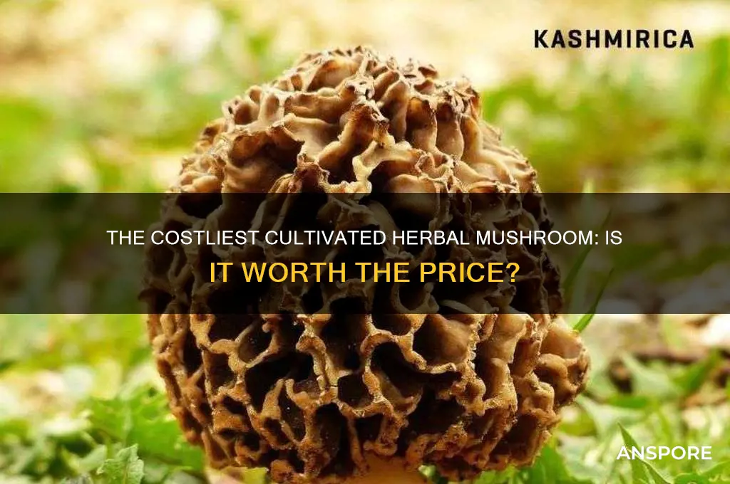is the most expensive cultivate herbal mushroom