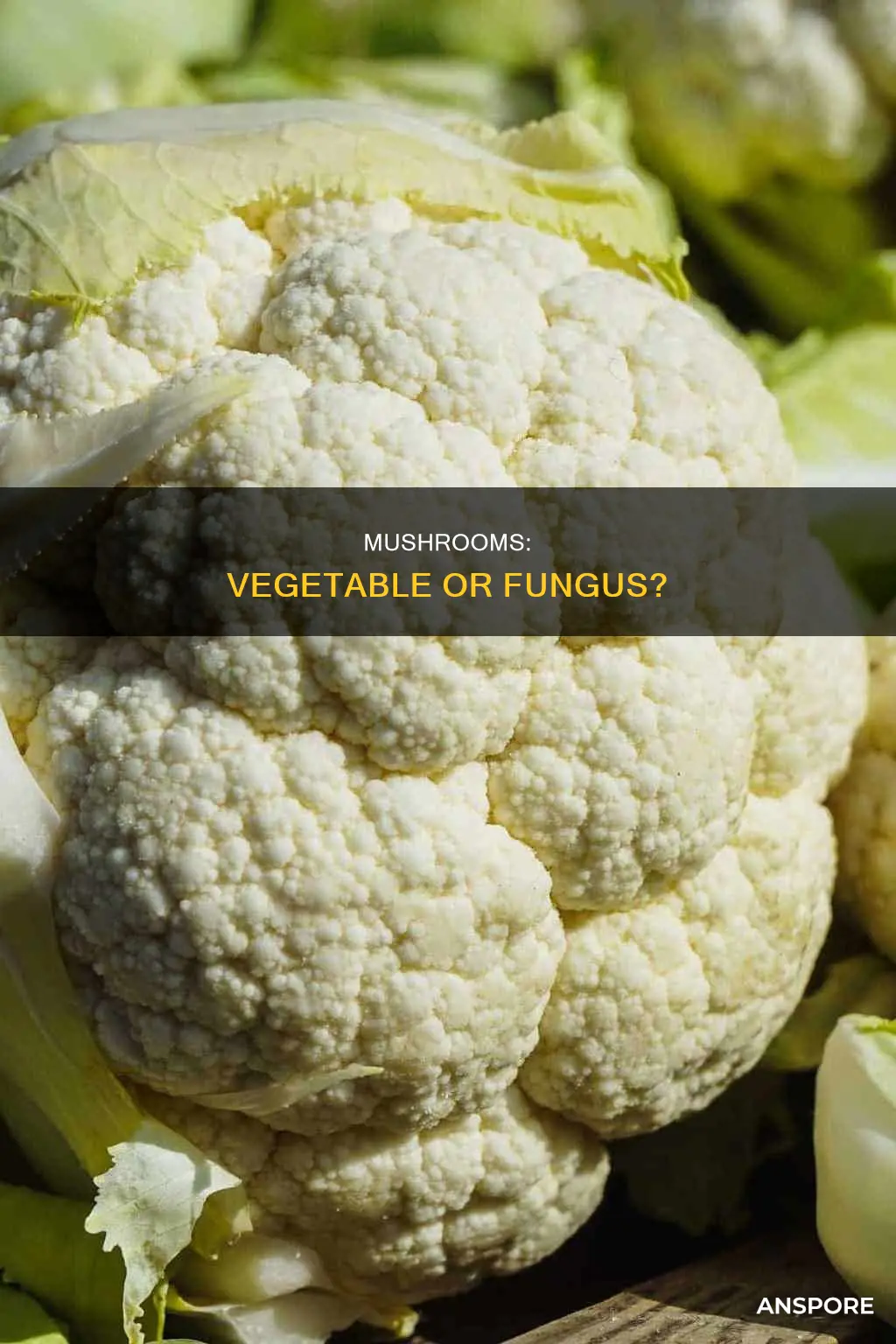 is the mushroom a vegetable