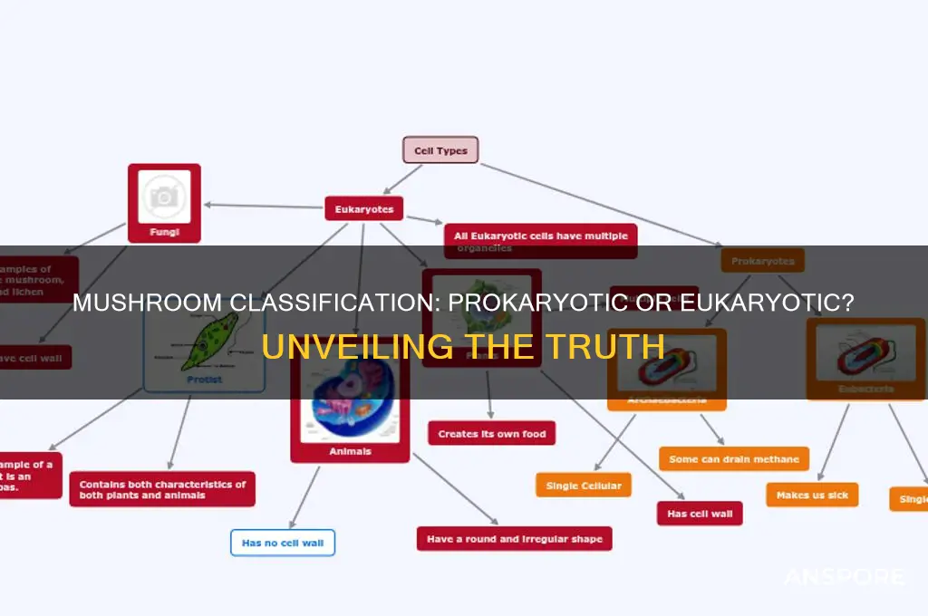 is the mushroom aprokaryotic or eukaryotic