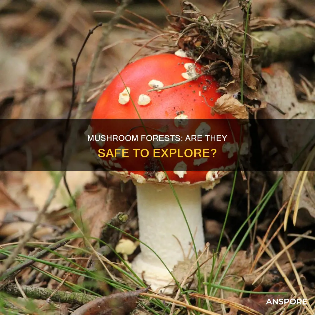 is the mushroom forest safe