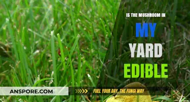 Can You Eat That Mushroom in Your Yard? Safety Tips Revealed