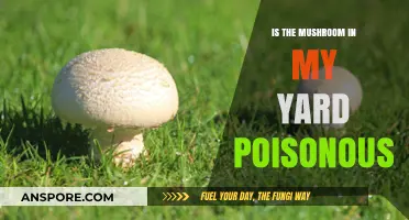 Identifying Yard Mushrooms: Safe or Poisonous? A Quick Guide
