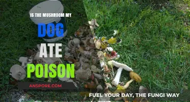 Is the Mushroom My Dog Ate Poisonous? Quick Tips to Know