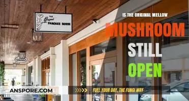 Is the Original Mellow Mushroom Still Serving Up Slices?