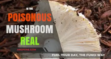 Unveiling the Truth: Are Poisonous Mushrooms a Real Threat?